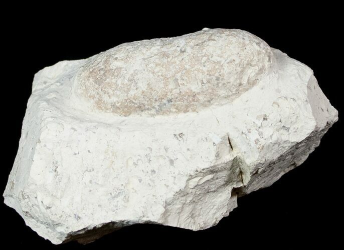 Eocene Aged Fossil Crocodile Egg - France #12975